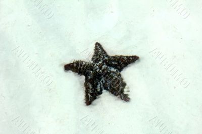 StarFish