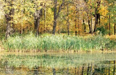 Autumn pond
