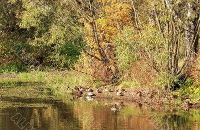 Autumn pond