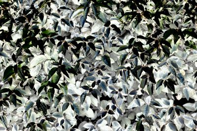 bush texture