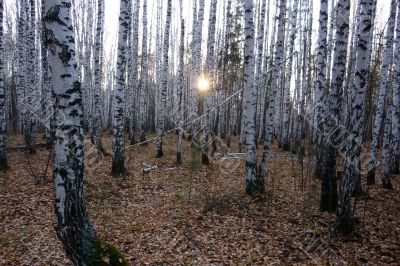 The sun through the trees in the birch forest.