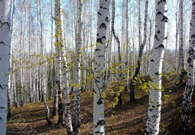 In the white forest in spring.