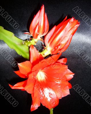 Epiphyllum flowers on a black background.