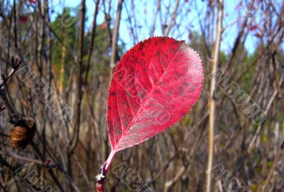 Red leaf tree on the background of branches in autumn.