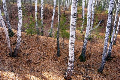 Birch forest in hilly terrain.