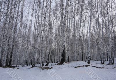 In the white forest in winter.