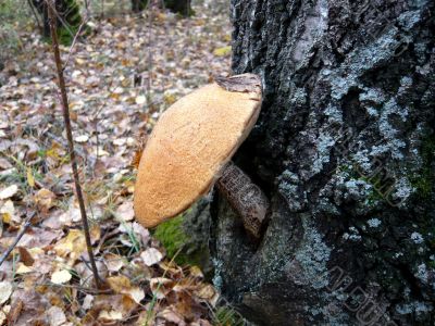 A mushroom, growing on a tree.
