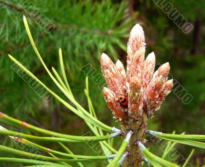 A few pine buds.