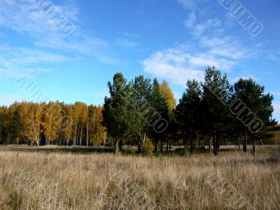 Pines before birch forest in autumn.