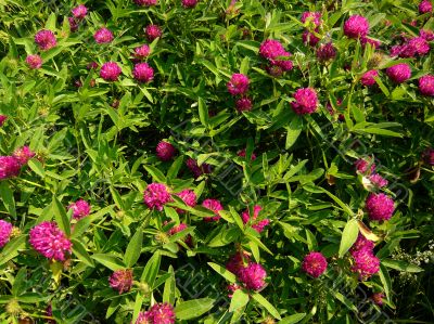 Meadow clover blooming pink flowers.