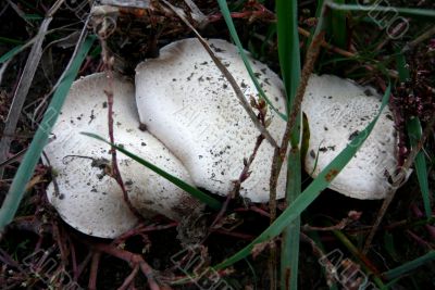 A three champignons growing together/