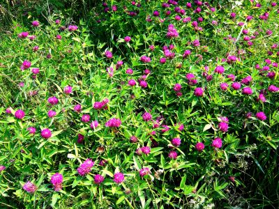 Meadow clover blooming lilac flowers.