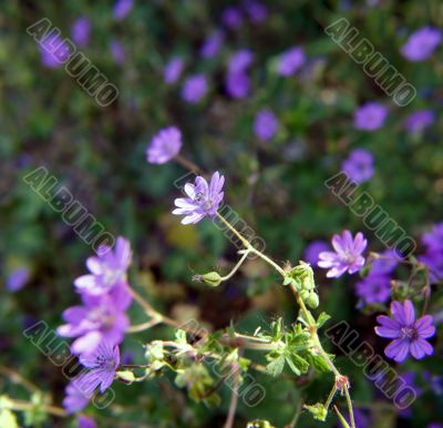 Flower Eyebright