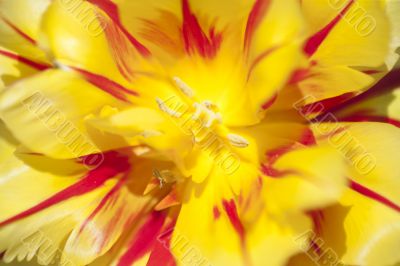 tulip stigma