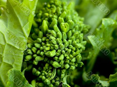 flower on rapini