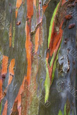 shot of tree trunk