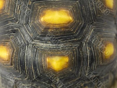 close up of turtle shell
