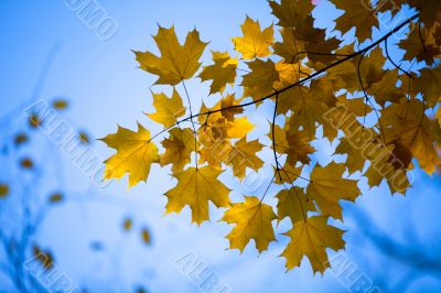image of maple leaves