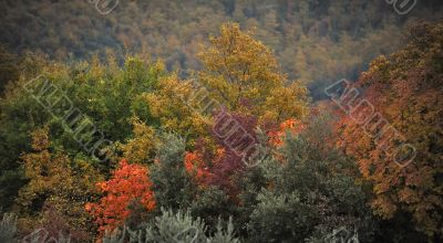 autumn colors