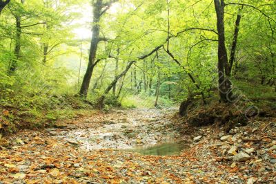 Stream in the mountain forest