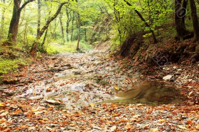 Stream in the mountain forest