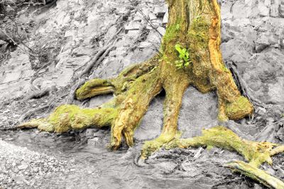Root of an old tree