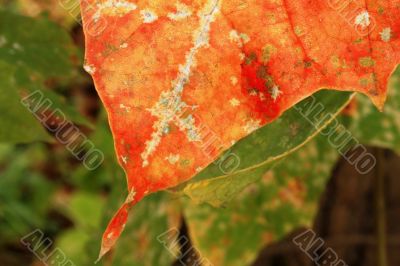 Aged autumn leaf