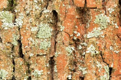 Moss on tree bark