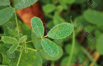 Dew on leaves