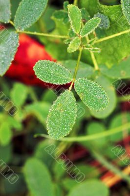 Dew on leaves