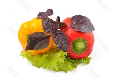 Multi-colored peppers on a white background