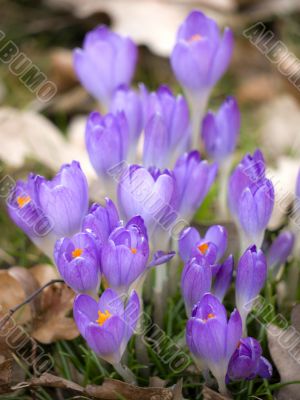 Flower-crocus-leaves