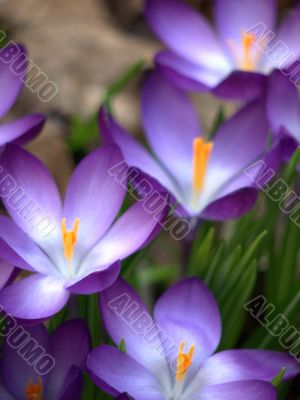 Flower-crocus-five