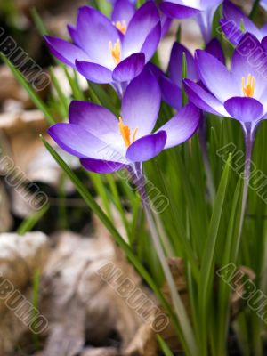 Flower-crocus-tall