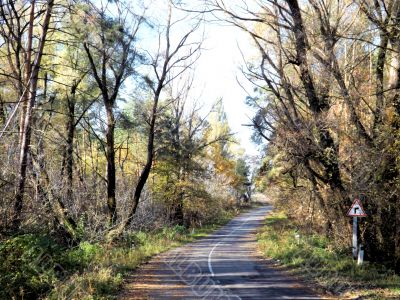 Forest road