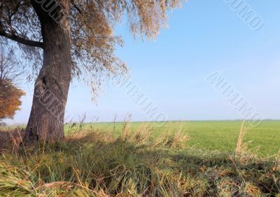 A tree that stands on the edge of the field