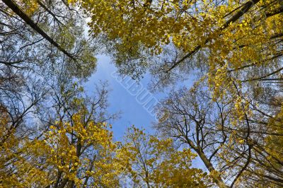 Yellow maples and blue sky