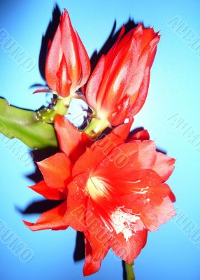 Epiphyllum flowers on a blue background.