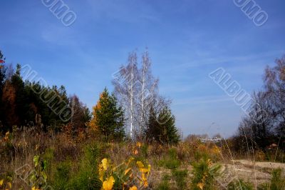 At the forest edge in autumn.