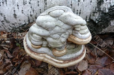 Shelf fungus that grows on birch.