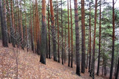 In the pine forest in autumn.