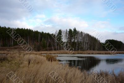 Part of the lake at the edge of a pine forest in autumn.