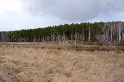 At the edge of a pine forest on a cloudy day.