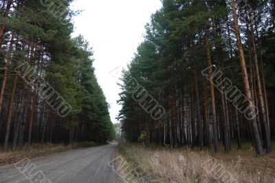 Road in the pine forest.