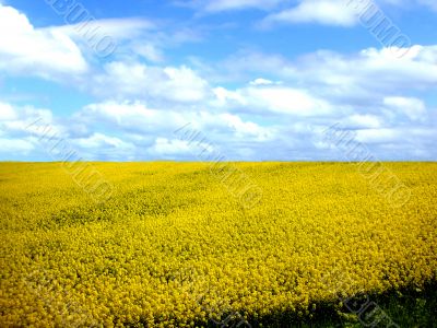 Yellow flowers 