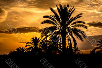 Silhouette of palm trees