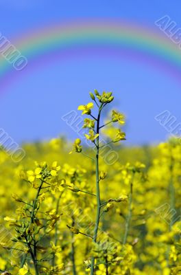 Rape field, canola crops on blue sky 