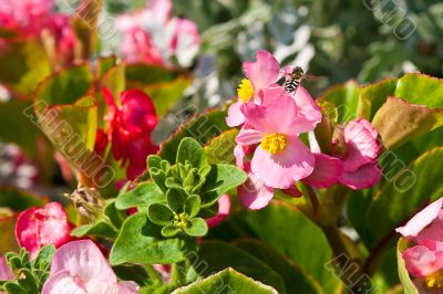 flowers in the garden