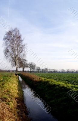 At the birch trees