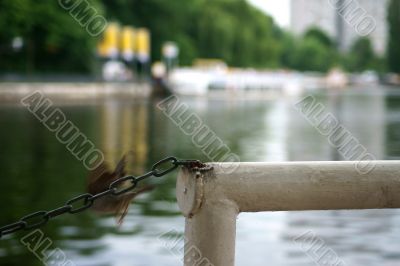 Jumping sparrow